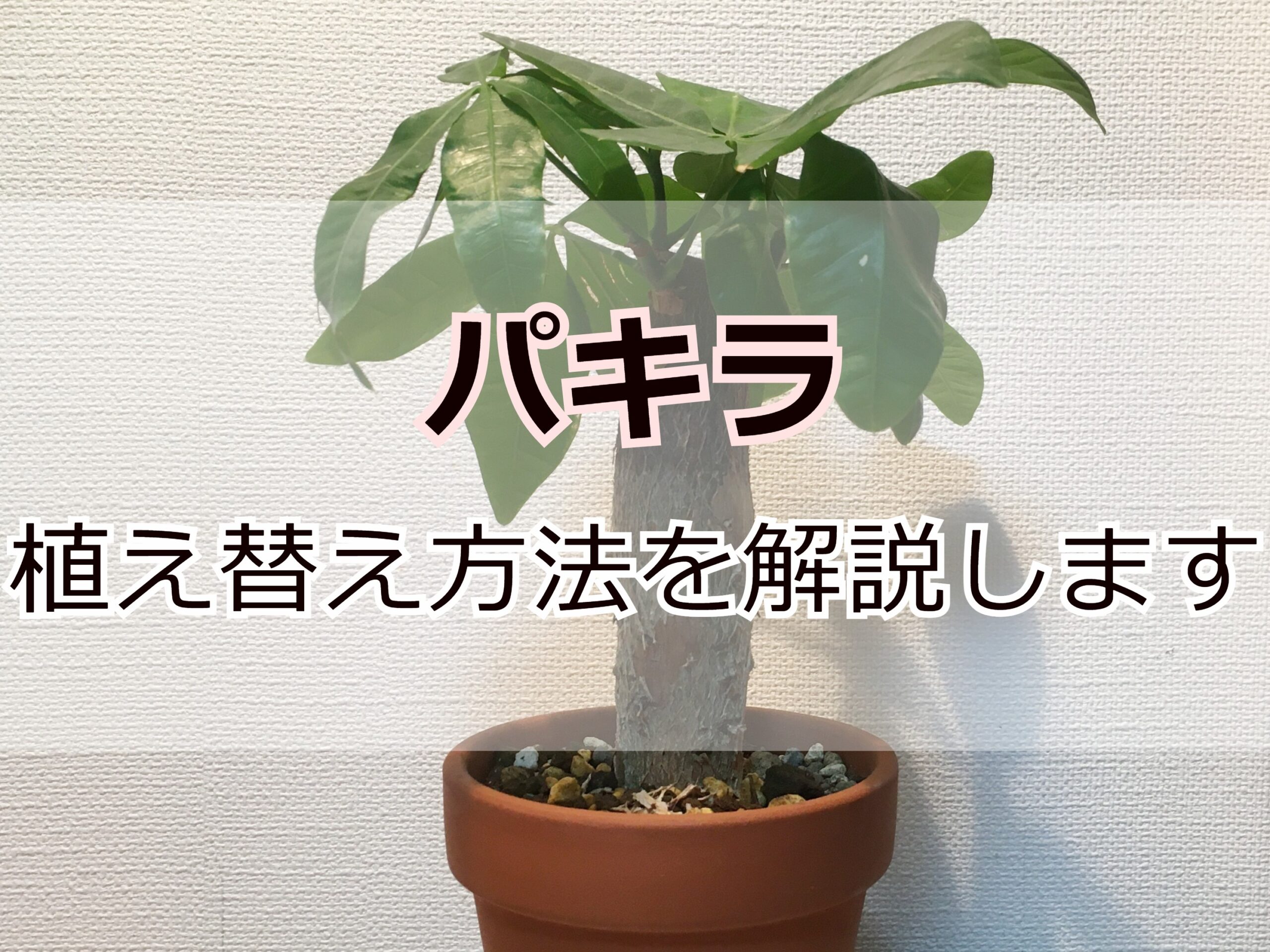 パキラの植え替え方法 タイミングと植え替え後の管理 Komame Topics