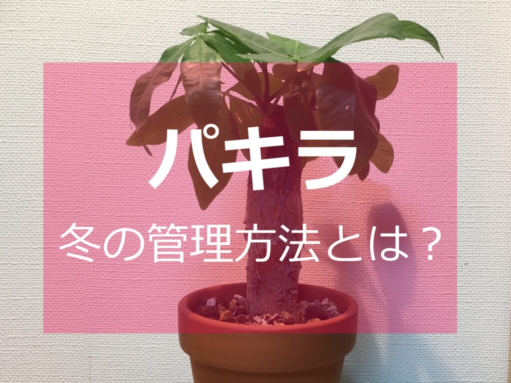 パキラ 冬の管理方法と注意点 冬に弱る原因3つとは Komame Topics パキラ 冬の管理方法と注意点 冬に弱る原因3つとは Komame Topics
