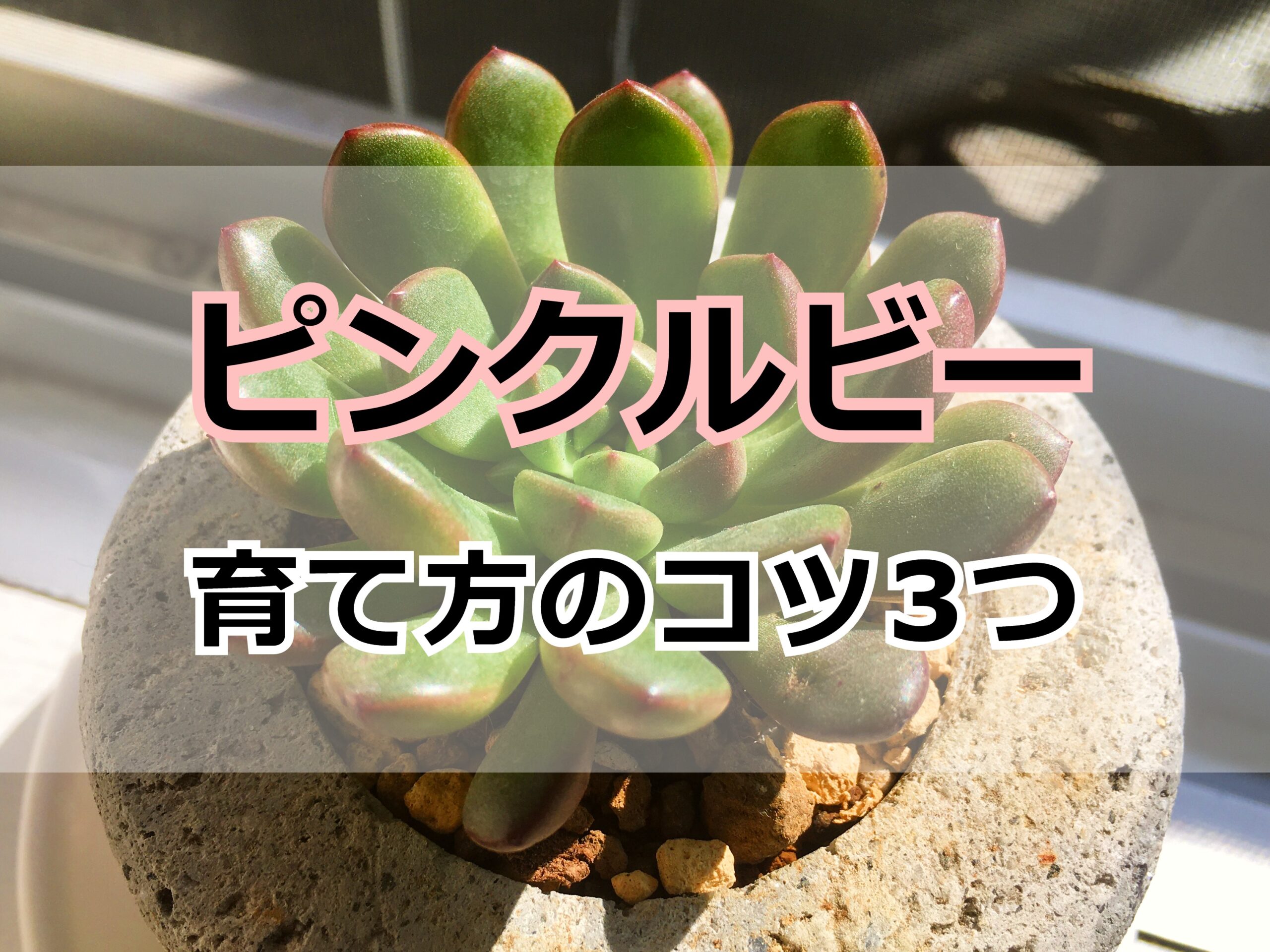 多肉植物・ピンクルビー