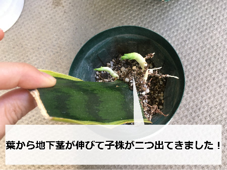 サンスベリア 葉挿しの方法を写真付きで分かりやすく解説！ | 観葉植物ラボ