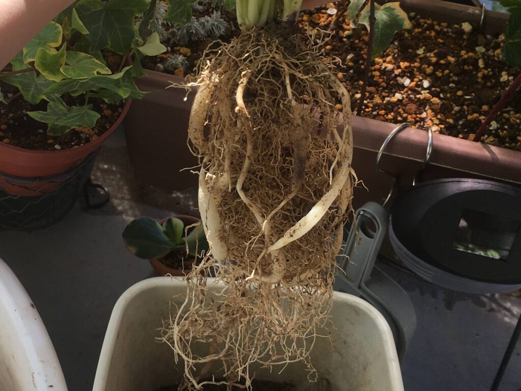 ほぐしたオリヅルランの根鉢