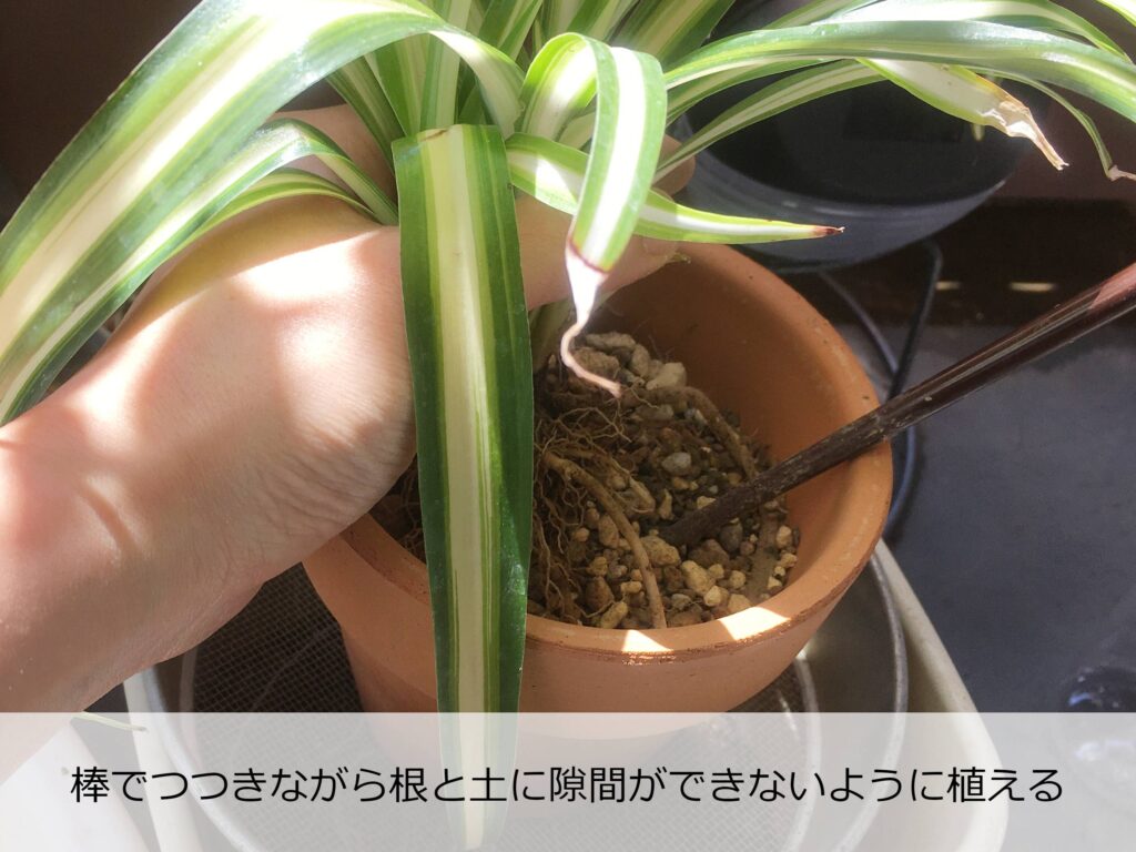 オリヅルランの植え替え中