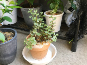 植え替え後の雅楽の舞