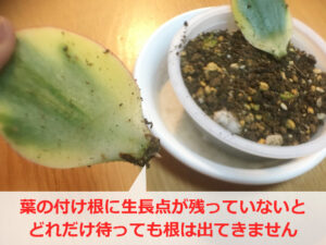 カネノナルキの葉挿しで根が出ない理由