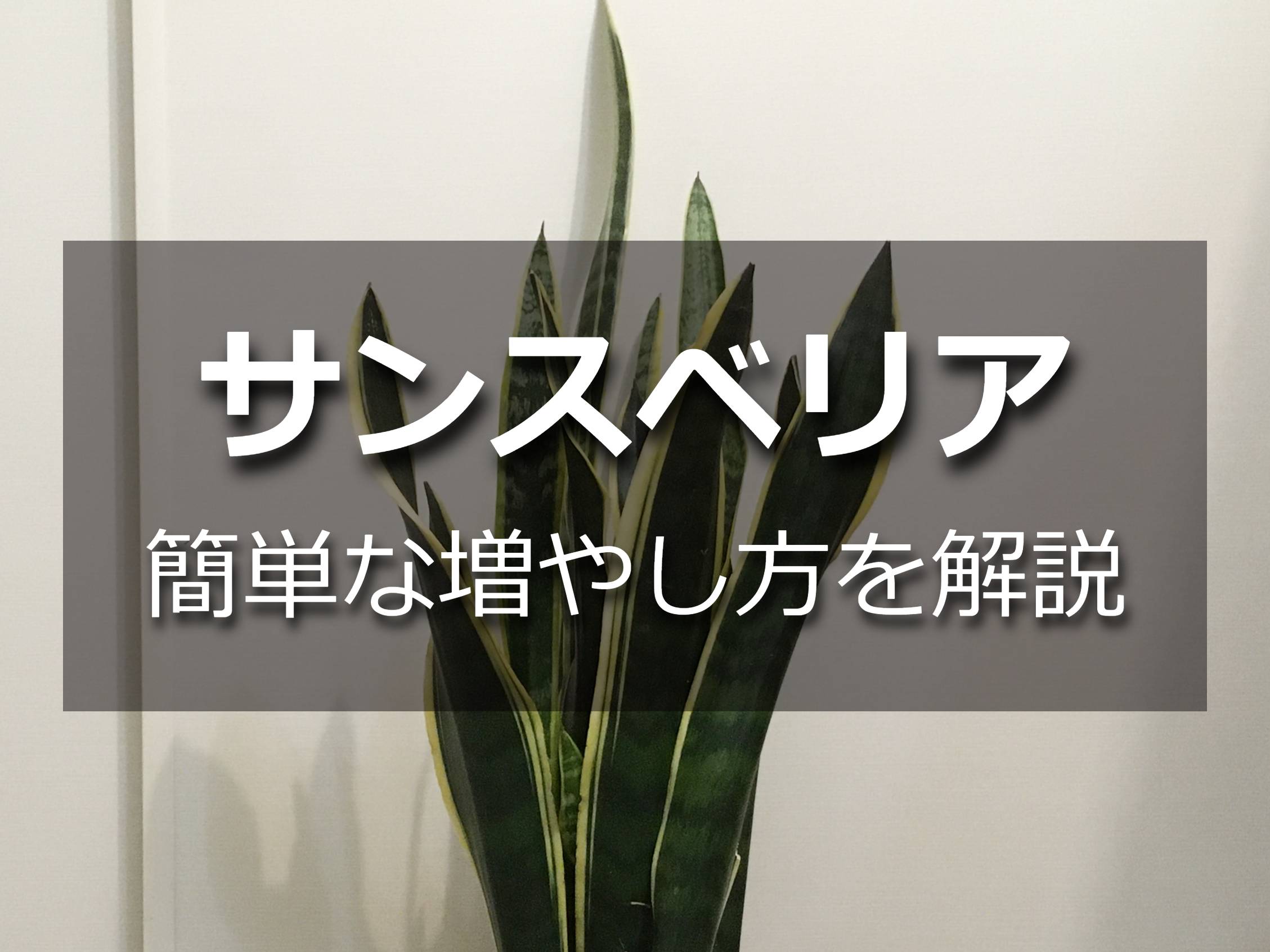 サンスベリアの株分け方法をくわしく解説します 増やす Komame Topics サンスベリアの株分け方法をくわしく解説します 増やす Komame Topics