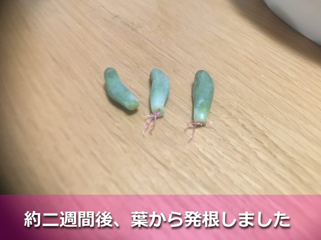 恋心の葉挿し