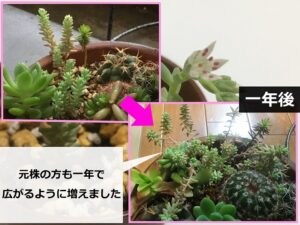 ミルキーウェイの生長