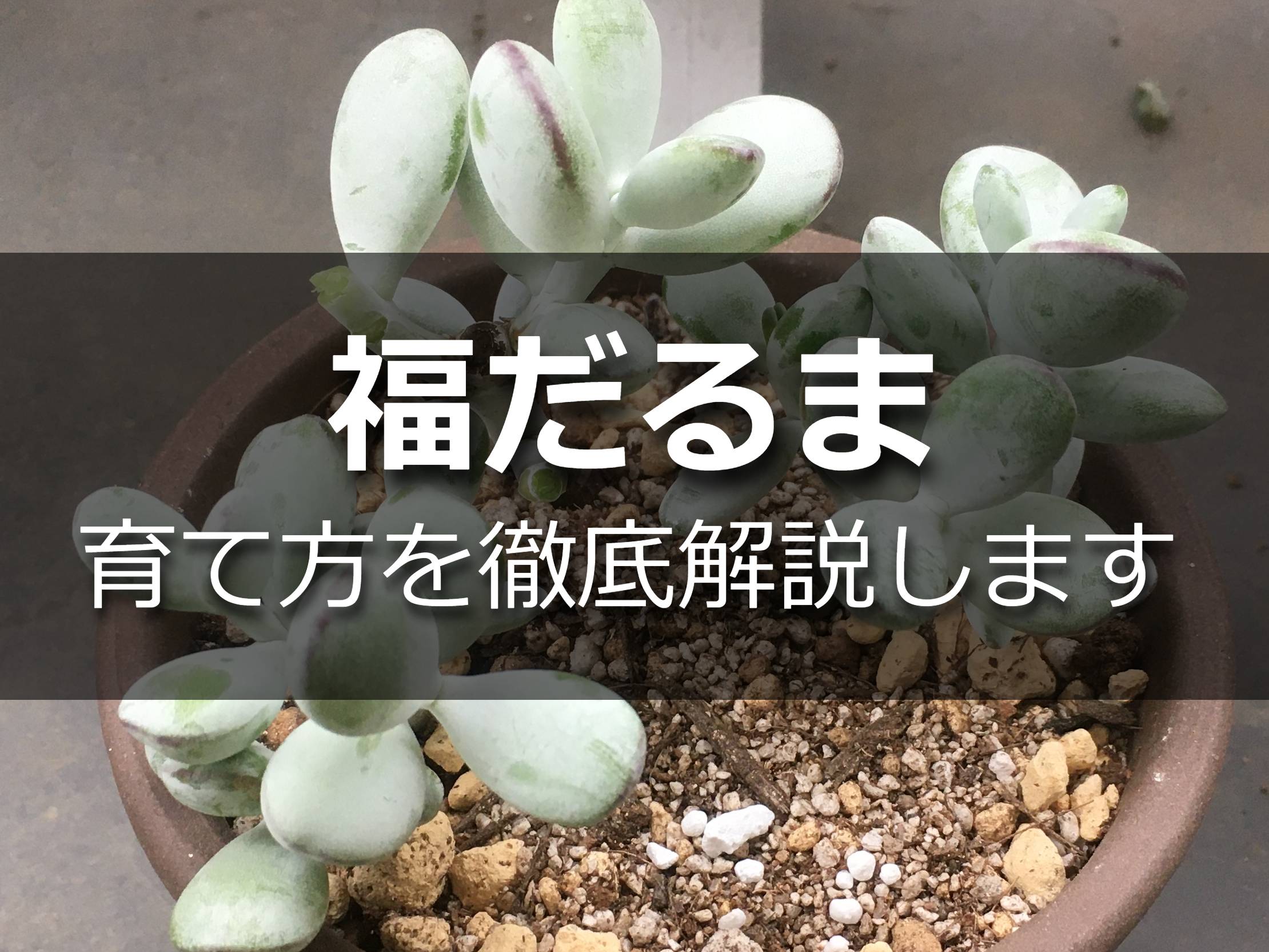 多肉植物・福だるま