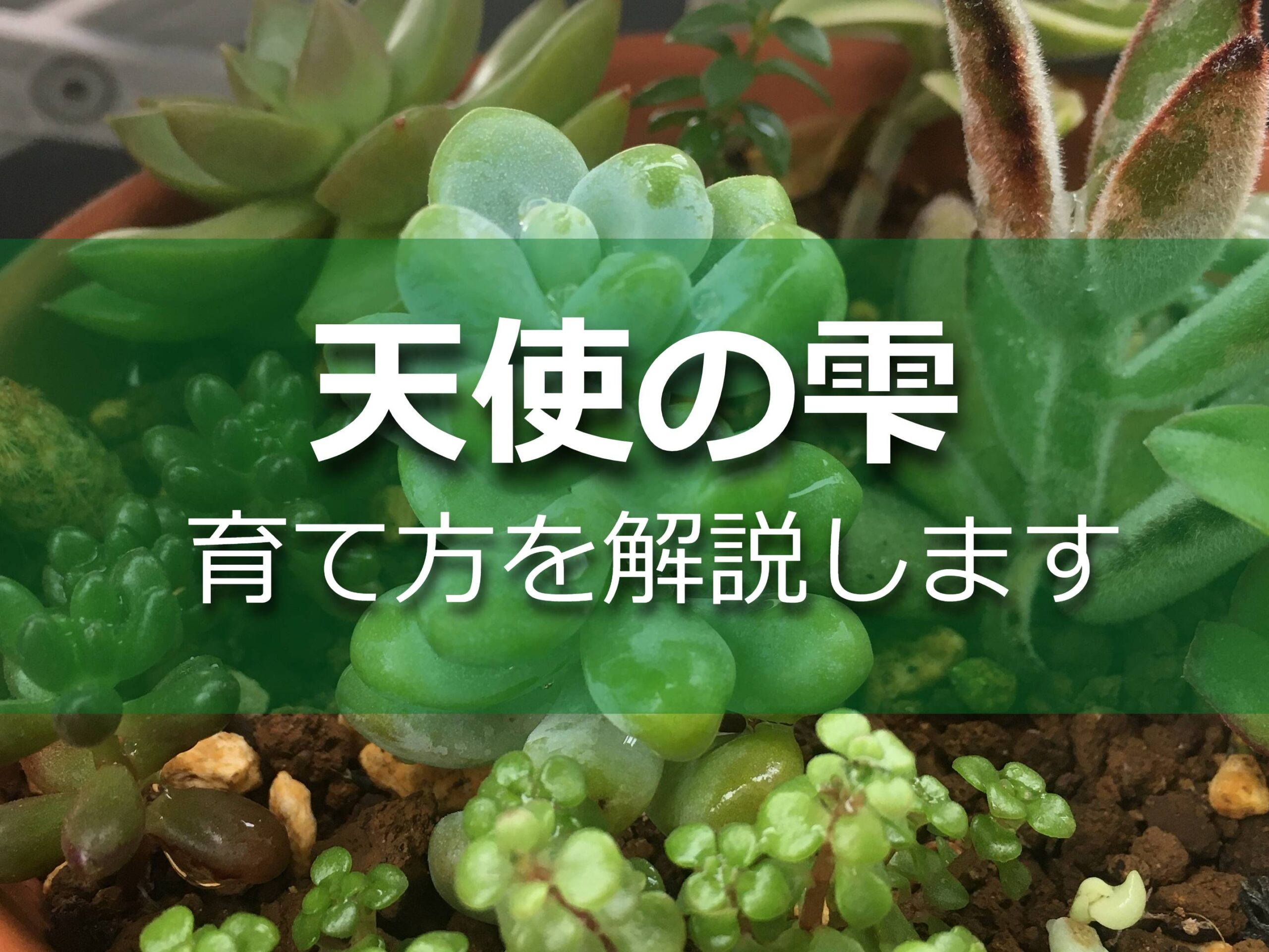 天使の雫の育て方 季節ごとの管理方法 多肉植物 Komame Topics