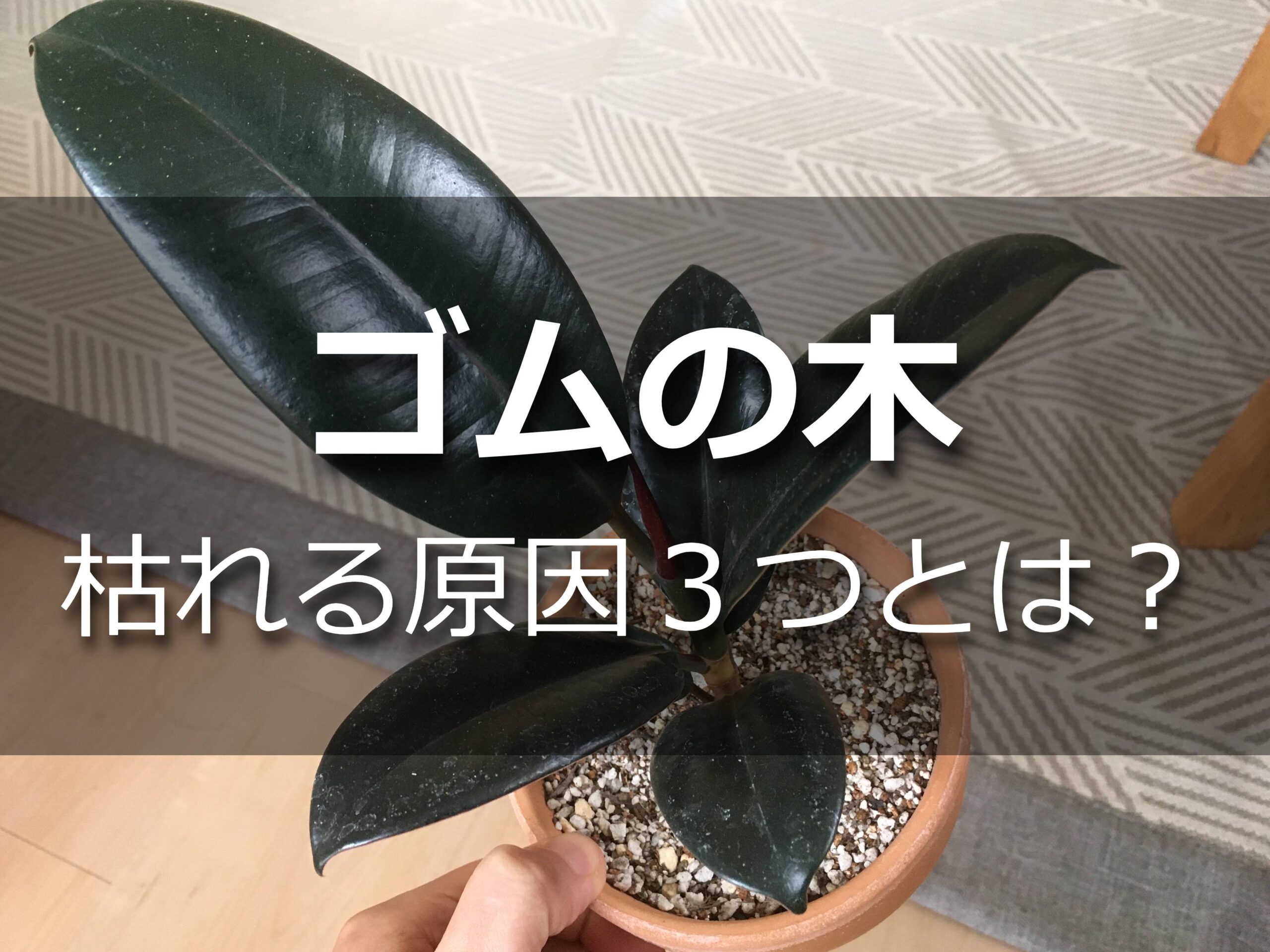 ゴムの木の鉢植え