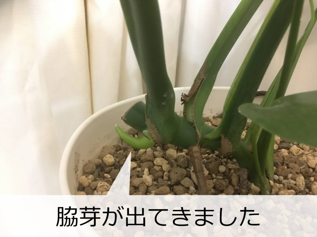 脇芽が出た剪定後のモンステラ