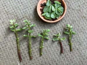 雅楽の舞の挿し芽