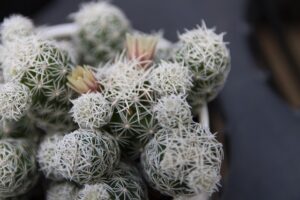 銀手毬の花
