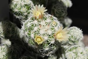 銀手毬の花