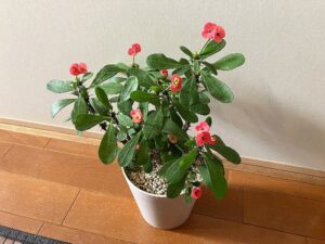 剪定から約3年後のハナキリン
