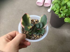 カネノナルキの葉挿し