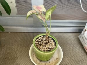 陶器鉢に植え替えたシンゴニウム