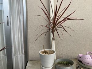 剪定後のコンシンネレインボー