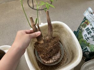 パキラの植え替え作業中