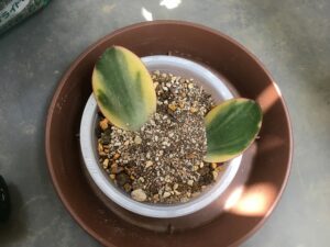 カネノナルキの葉挿し