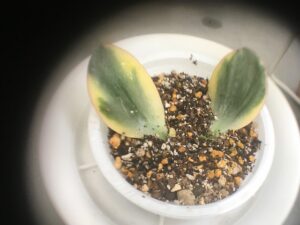 カネノナルキの葉挿し