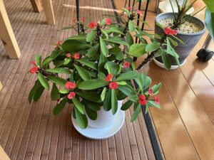 剪定から約半年後の花麒麟