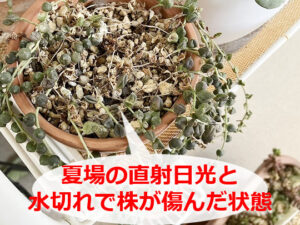 葉焼けで傷んだグリーンネックレス