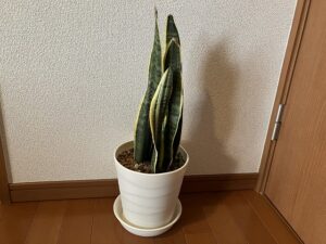 冬の寒さで復活したサンスベリア