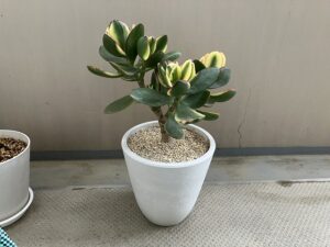 挿し木から約3年後の金のなる木