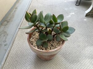 葉挿しから3年後のカネノナルキ