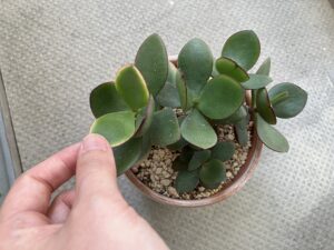 葉挿しから3年後のカネノナルキ