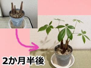 パキラの剪定【ビフォーアフター】