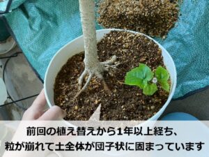団子状に固まった土