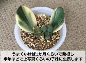 葉挿しから約半年後のカネノナルキ