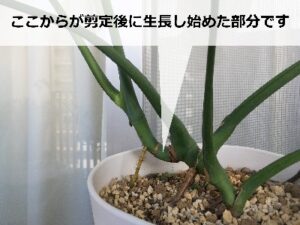 モンステラの脇芽