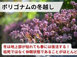 ポリゴナムの冬越し