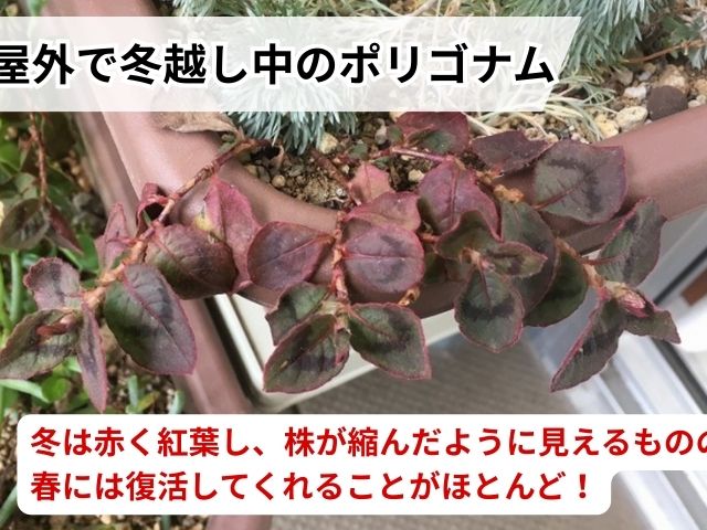 冬越し中のポリゴナム