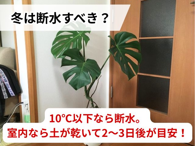 冬のモンステラの水やり頻度