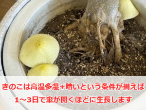 観葉植物の根元に生えたきのこ