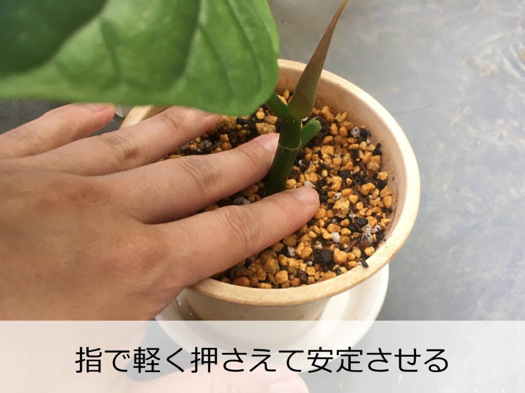 ウンベラータの挿し穂を植え付け