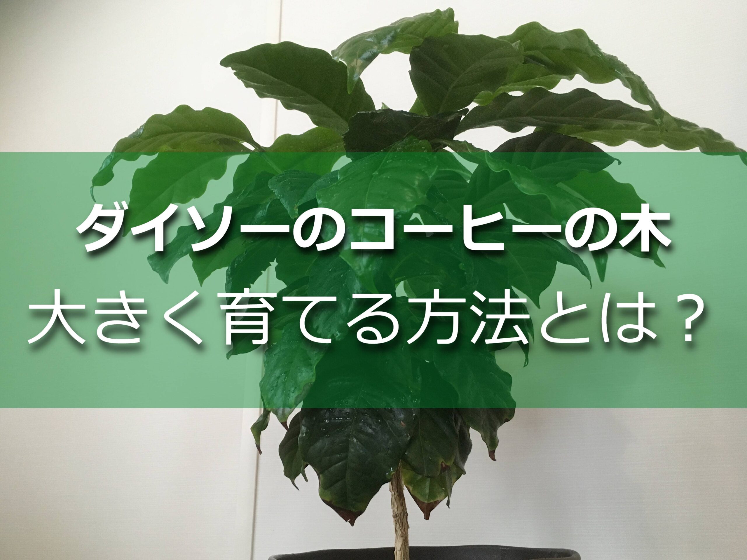 コーヒーの木 ダイソー100円の植物を大きくする方法 Komame Topics