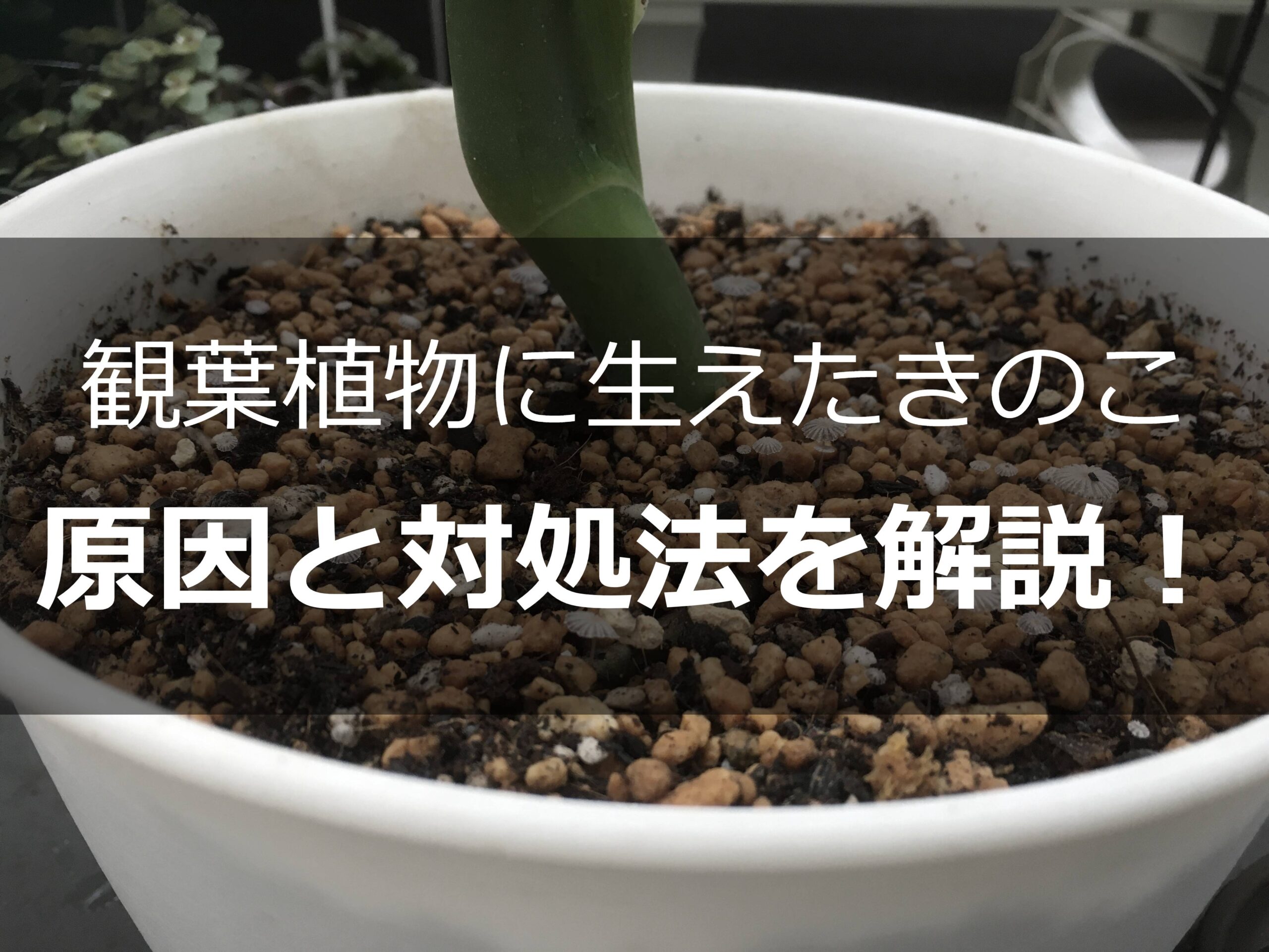 観葉植物にきのこが生える原因と対処法 予防策まで解説 Komame Topics