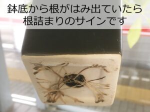 根詰まりしたカポックの鉢底