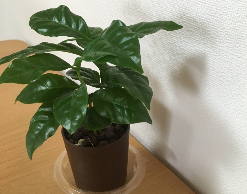 コーヒーの木 ダイソー100円の植物を大きくする方法 Komame Topics