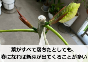ウンベラータの新芽