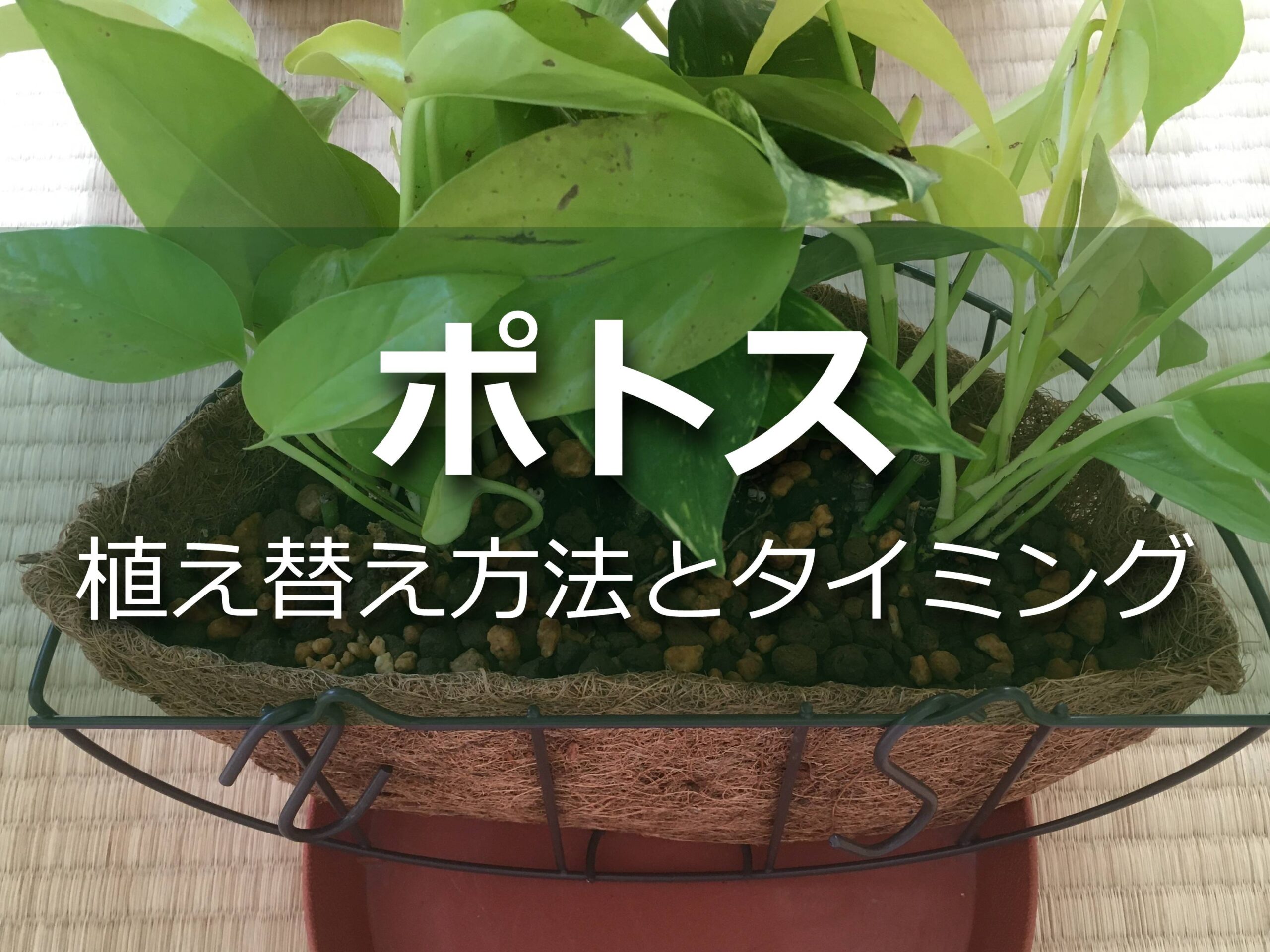 ポトス 植え替えの方法を徹底解説 タイミングも Komame Topics