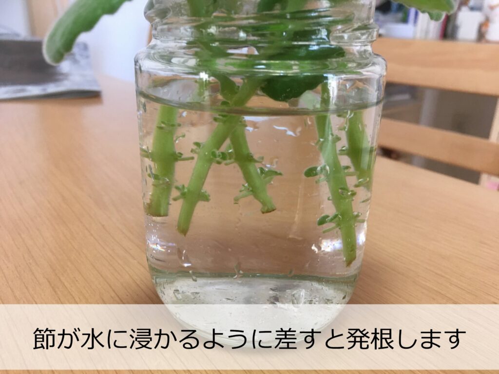 水差しにしたアロマティカスの下部