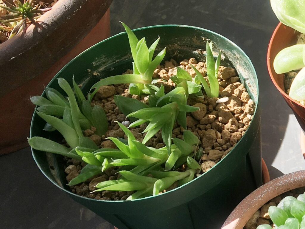 ハオルチアの子株たち ハオルチアの子株たち