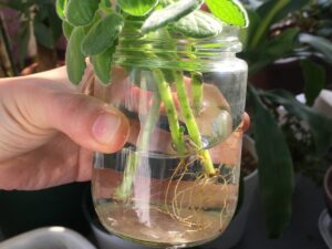 アロマティカスの水差し