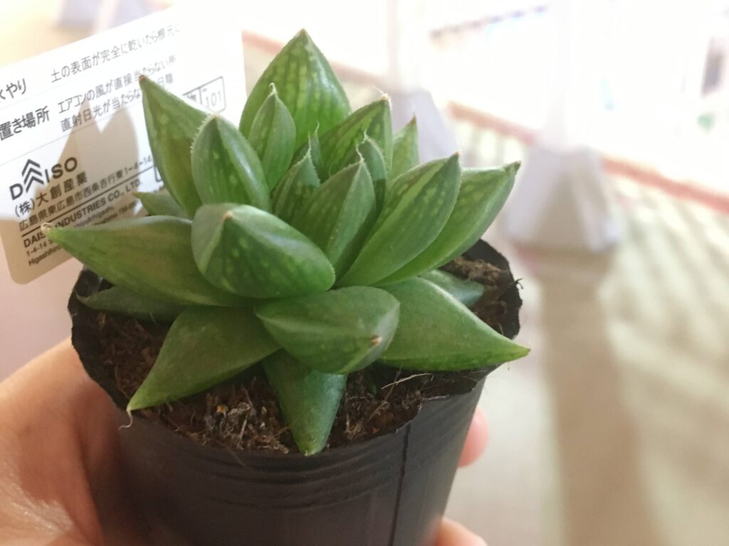 ダイソーで買ったハオルチア ダイソーで買ったハオルチア